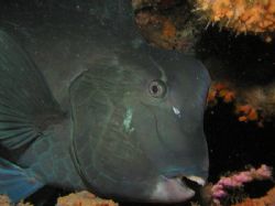 Bumphead parrotfish, this was taken in Sipadan during a n... by Tony Otion 